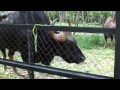 Wild Cattle - Phnom Tamao Zoo - Cambodia