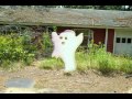 BrainFartz - Tail of the Ghosty!