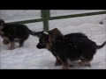 Щенки родились 11.11.2011.<br >--p1ai (http:суперсобака.рф)<br 