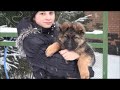 >Чистокровные щенки длинношерстной немецкой овчарки 