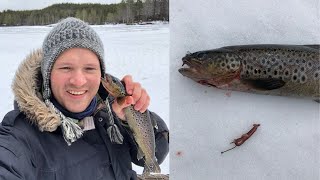 Taimenta metsäjärveltä