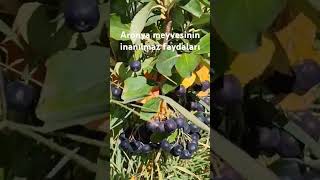 Aronya Meyvesinin Inanılmaz Faydaları