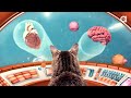 Lil BUB's Big SHOW Episode 6 featuring NORDIC THUNDER (official)
