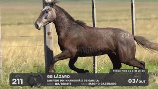 LOTE 211 - CAVALO CRIOULO (MACHOS) - LEILÃO SÃO BIBIANO 2021