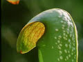 Venus fly trap - The Private Life of Plants - David Attenborough - BBC wildlife