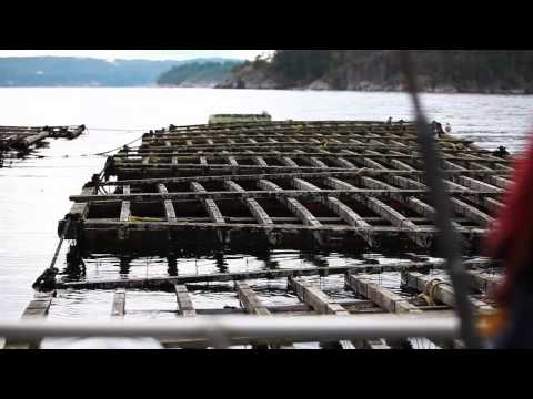 Fairmont Pacific Rim — ORU Cuisine – Sawmill Bay