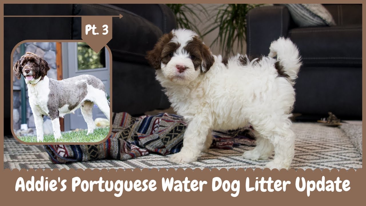 Addie's Portuguese Water Dog Litter Update pt 3