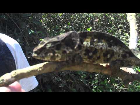 belalanda chameleon