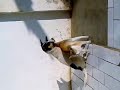 Kucing N Anjing Berbu images Kucing N Anjing Berbu