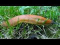 Видео Red Slugs Racing (Arion rufus) | ORANGE SLUGS ATTACK!!! Time-lapse