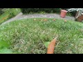 Red Slugs Racing (Arion rufus) | ORANGE SLUGS ATTACK!!! Time-lapse