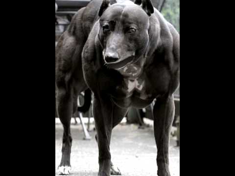 T bone steroid dog