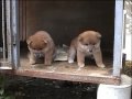 柴犬子犬