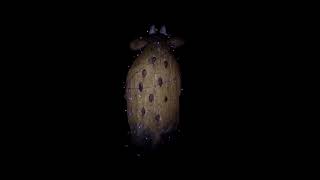 Kielder Dark Sky 10k 2018 Race Video