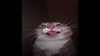 Song Name Turu R9 X Meowsynth Cat Edit