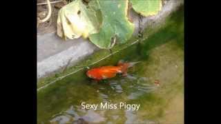 Miss Piggy The Y Fish