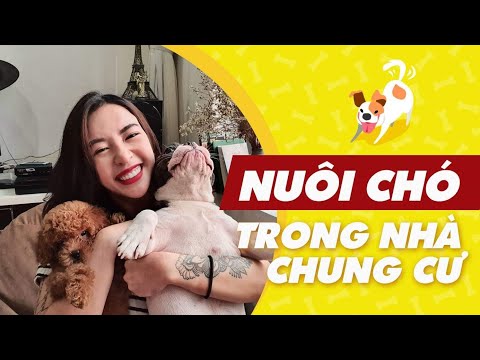 Nuôi chó ở nhà chung cư thế nào? Chó gì hợp với trẻ con ? | Hana Giang Anh