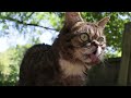 When Lil BUB encountered the neighborhood cat, Big HERMES