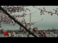 Video Essay: Cherry Blossoms Give Pink Hue to DC