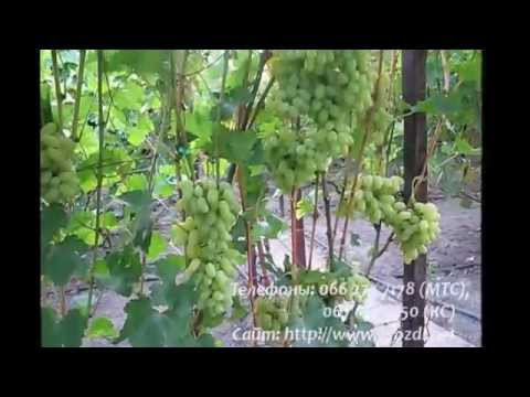 Фото и описание сортов винограда раннего срока созревания видео Сорт винограда София: описание, фото