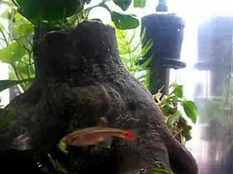 Minnows As Pets. Category:Pets amp; Animals