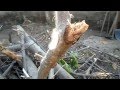 Lagarta peluda o Lagarta de la encina