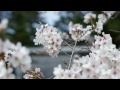 【HD】 チリヌルヲワカ 「新月」