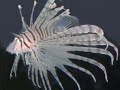 Lionfish Hunting