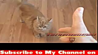 Try Not To Laugh Challenge - Funny Cat & Dog Vines compilation 2018 - Funny Cats Vine Compilation