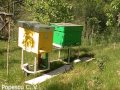Stupi in gradina 1