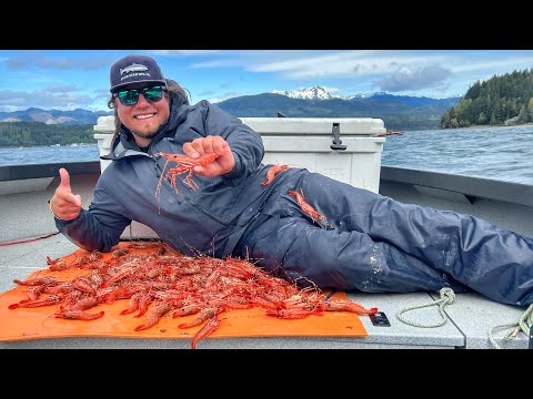 Play this video These SHRIMP Taste Like CANDY! Catch amp Cook
