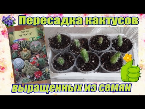 Как вырастить кактус в домашний условиях Как вырастить кактус в домашний условиях