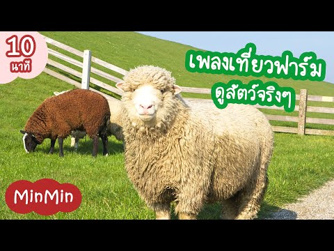 เพลงเด็กเที่ยวฟาร์มดูสัตว์ต่างๆ วิดีโอสัตว์จริง ตัวเป็นๆ และเพลงสัตว์อื่นๆ | MinMin