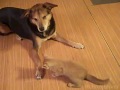 Badass kitten taunts then attacks dog... Like a boss!