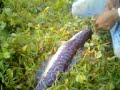 Ikan L Indo Lampung images Ikan L Indo Lampung