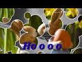Bahuchu MO Rakatare (odia status) plz like or comment and subscribe