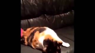 Funny Videos Funny Cats Funny Cat Videos Funny Animals