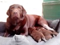 cachorro labrador chocolate hembra enara con 14 días