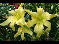 DESIGNING A YELLOW BLUE GARDEN with DAYLILIES - Distinctive Garden Designs