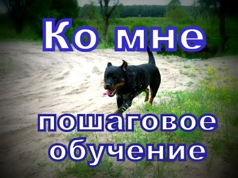 Пошаговая дрессировка собаки Пошаговая дрессировка собаки