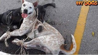 Rescue Stray Dogs Be Tied & Left In The Hot Sun by Order Of Military Officer Now Safe