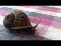 Turbo En La Vida Real El Caracol Mas R Pido images Turbo En La Vida Real El Caracol Mas R Pido