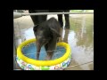 Baby Baylor in the baby pool!