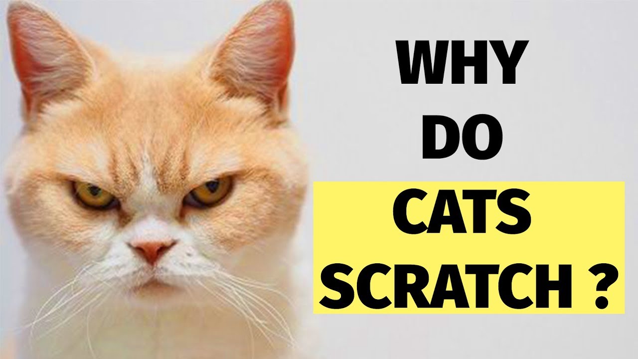 Why do cats lick when scrached