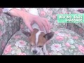 Nic and Pancho - Pet massage