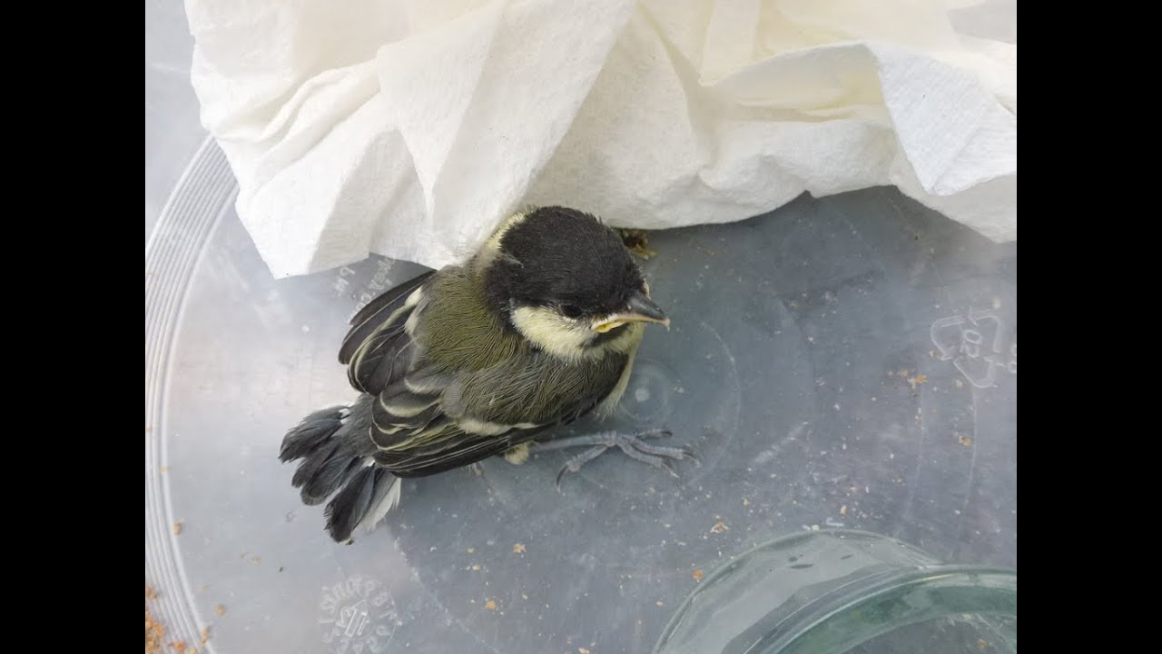Baby bird rescued from cat mother feeds cute fledgling YouTube