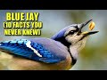 Blue Jay 🐣 (10 FACTS You NEVER KNEW)