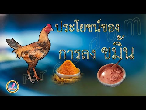 การลงขมิ้นมีประโยชน์ต่อไก่อย่งไร...!!!