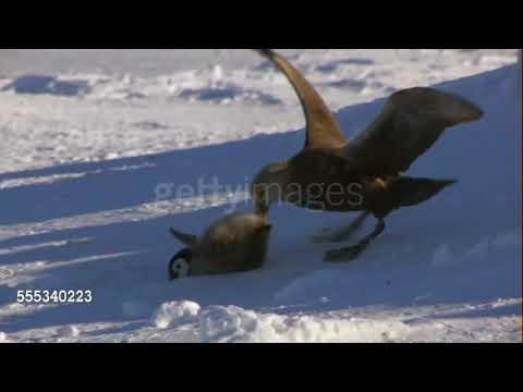 Giant Petrels hunting their favourite food: emperor penguin chicks