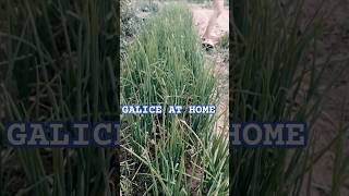 The Garlic